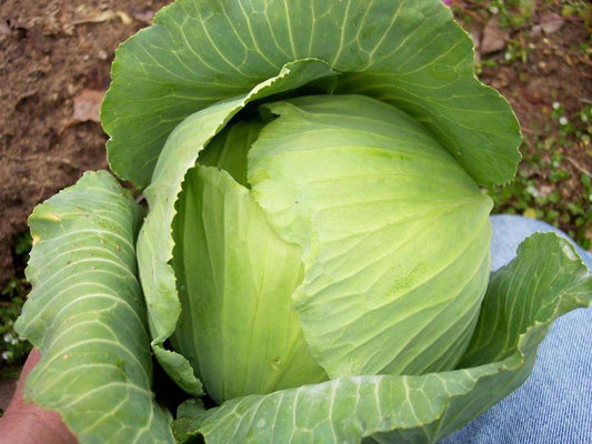 Flat Dutch Cabbage