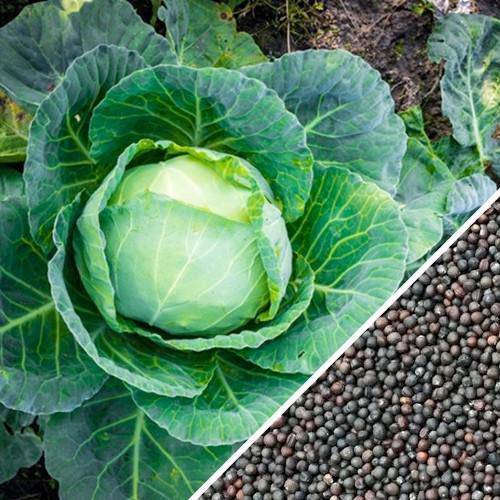 farm hand seeds All Seasons Cabbage