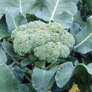 Farm.hand.seeds Calabrese Green Sprouting Broccoli