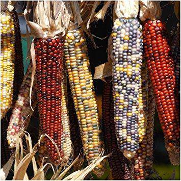 Farm.hand.seeds Carousel Indian Corn