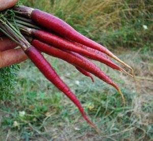 Cosmic Purple Carrot