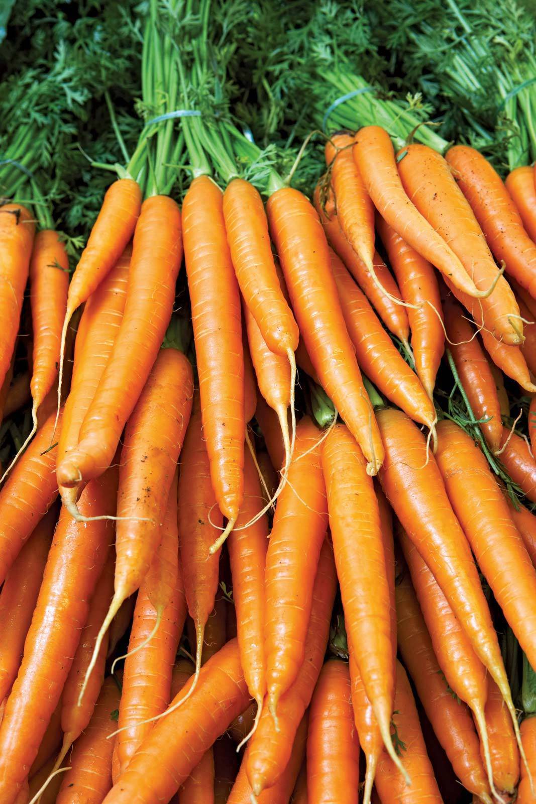 Brilliance Carrot - Premium {PRODUCTsweet cornBrilliance Carrot_TYPE} from beyond organic seeds - Just $2.59! Shop now at Farm.hand.seeds