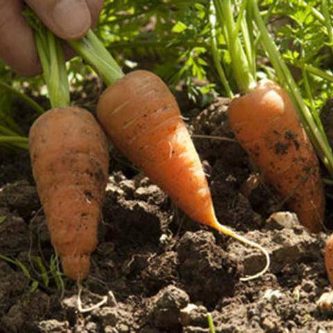 Chantenay Red Cored Carrot