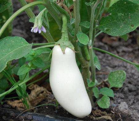 Casper Eggplant