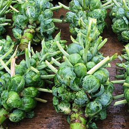 beyond organic seeds Catskill brussel sprouts