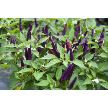 Purple cayenne pepper