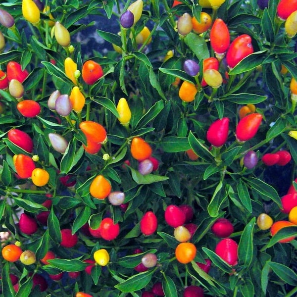 farm hand seeds Chinese 5 color hot pepper
