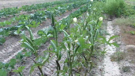 Clemson Spineless Green Okra