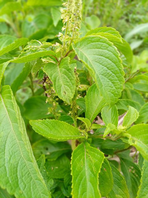 Clove scented basil