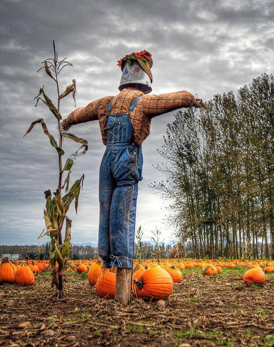 Farm.hand.seeds Cornfield Pumpkin