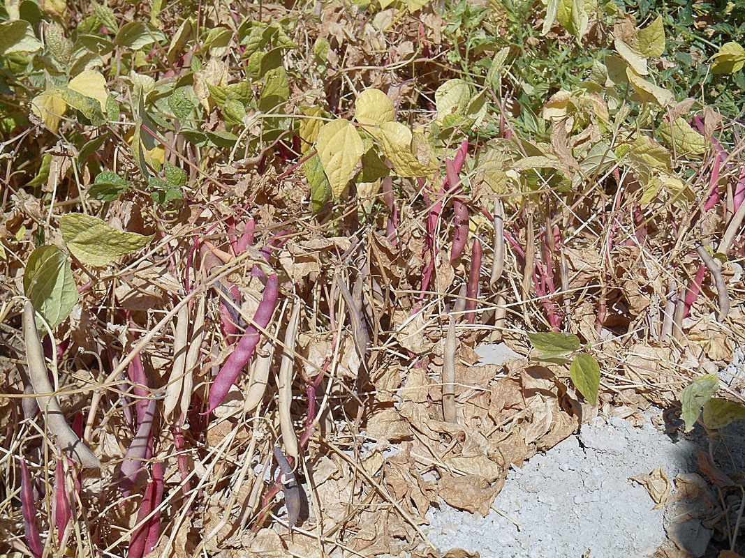 Red bush dry beans - Premium {PRODUCTsweet cornRed bush dry beans_TYPE} from Farm.hand.seeds - Just $2.69! Shop now at Farm.hand.seeds