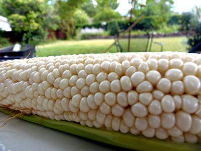 Farm.hand.seeds Country Gentleman White Corn