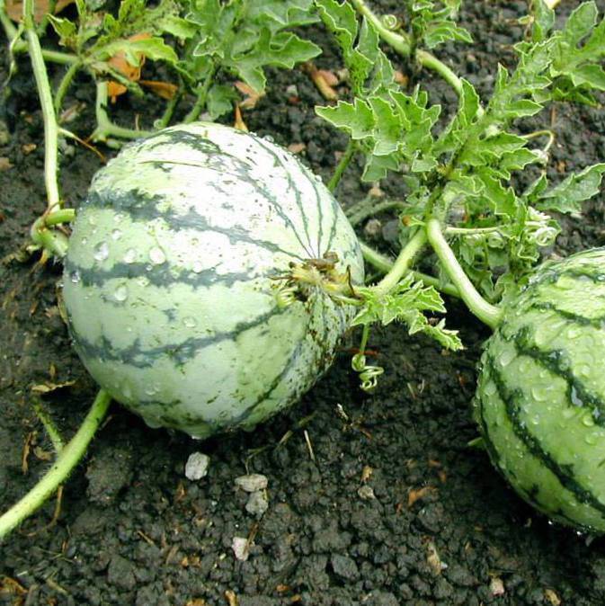 Farm Hand Seeds Cream of Saskatchewan Heirloom Melon