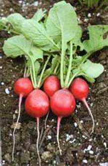 Farm.hand.seeds Crimson Red Radish
