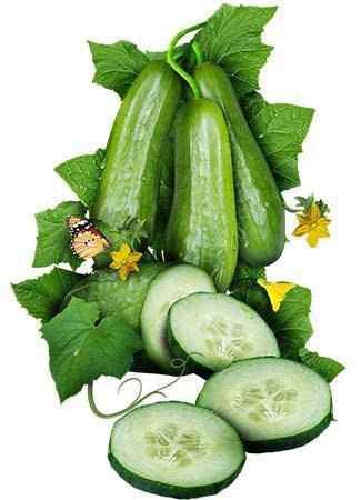 Farm.hand.seeds Ashley Cucumber