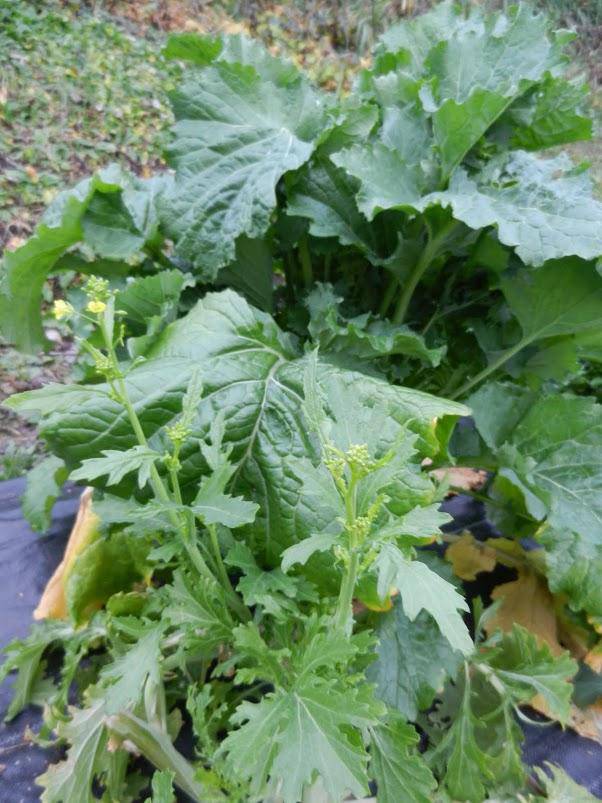 Farm.hand.seeds Early Fall Broccoli Rabe