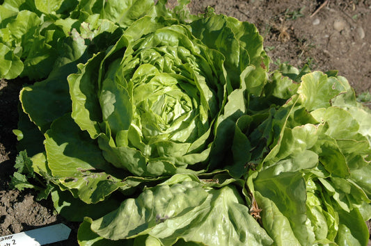 Kagraner sommer heirloom lettuce