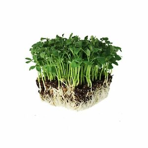 beyond organic seeds Pink Plume Celery 