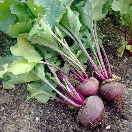 Detroit Dark Red beet