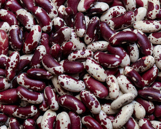 Jacobs cattle beans