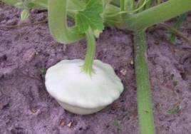 Farm.hand.seeds Early White Bush Patti pan