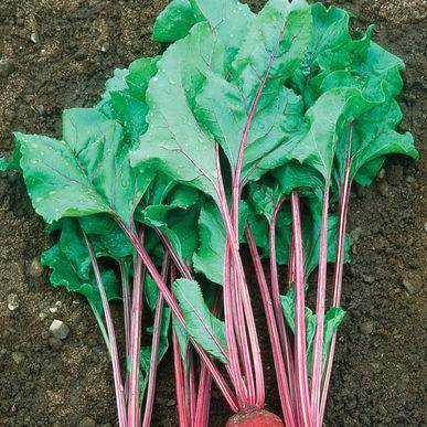 farm hand seeds Early Wonder Beets