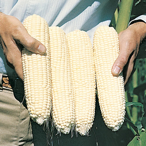 Farm.hand.seeds Eureka ensilage dent corn
