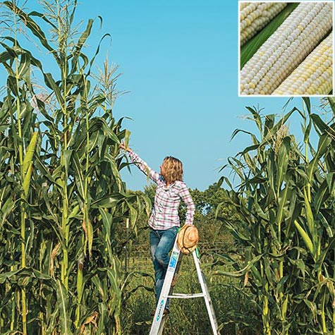 Farm.hand.seeds Eureka ensilage dent corn