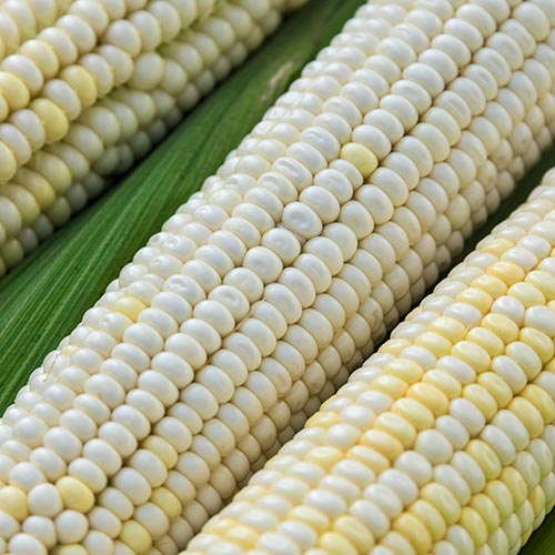 Farm.hand.seeds Eureka ensilage dent corn
