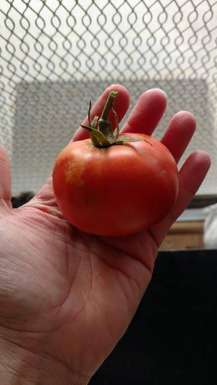 Farm Hand Seeds Floradade Heirloom Tomato