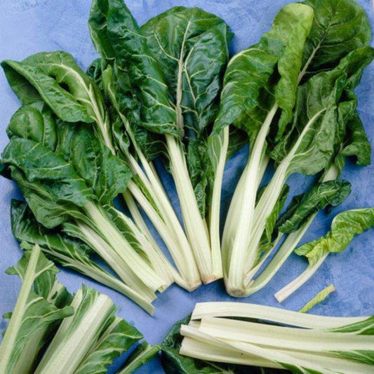 Farm Hand Seeds Fordhook Swiss Chard