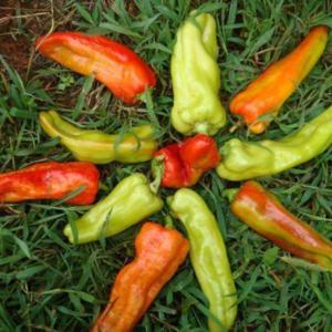 Aconcagua pepper