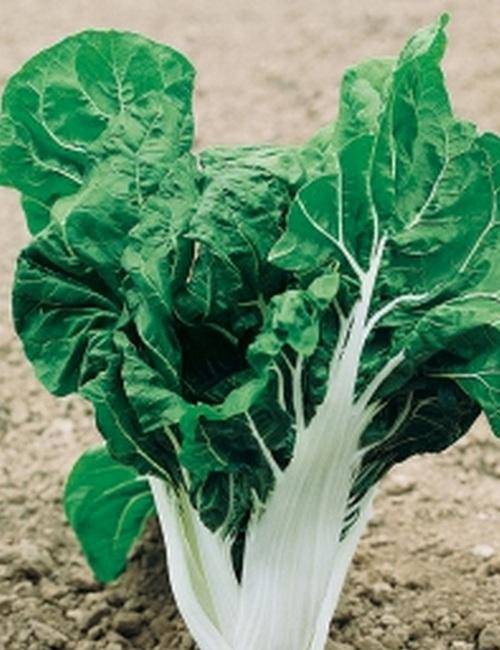 Farm.hand.seeds Large White Ribbed Swiss Chard