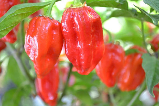 Ghost pepper