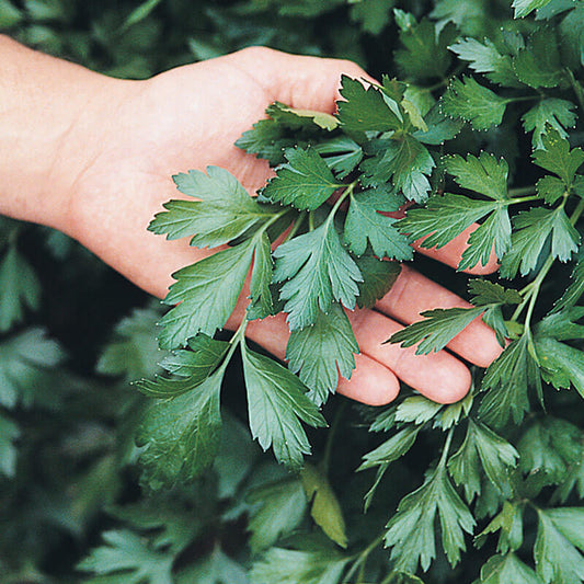 Giant italian parsley