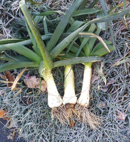 Farm.hand.seeds Giant Musselburgh Leek