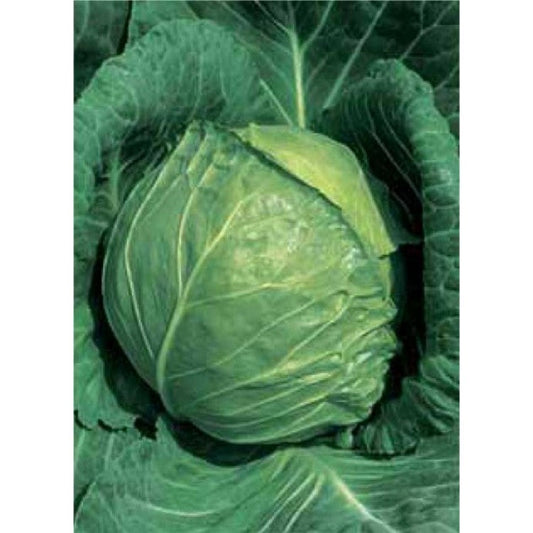 Glory of enkhuizer cabbage