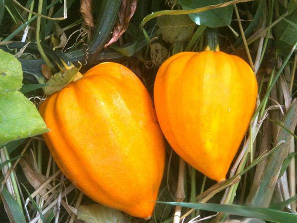 Farm.hand.seeds Golden Ace Acorn Squash