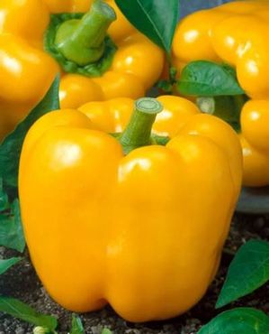 GOLDEN CA. WONDER SWEET PEPPER