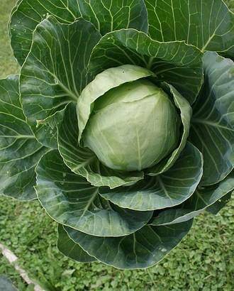 Golden Acre Cabbage