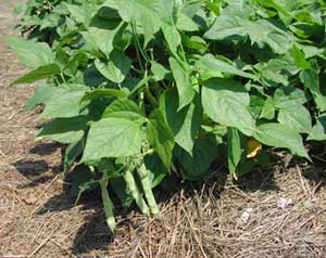 Farm.hand.seeds Jacobs cattle beans