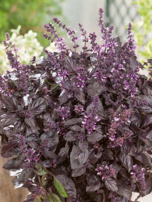 Red rubin basil