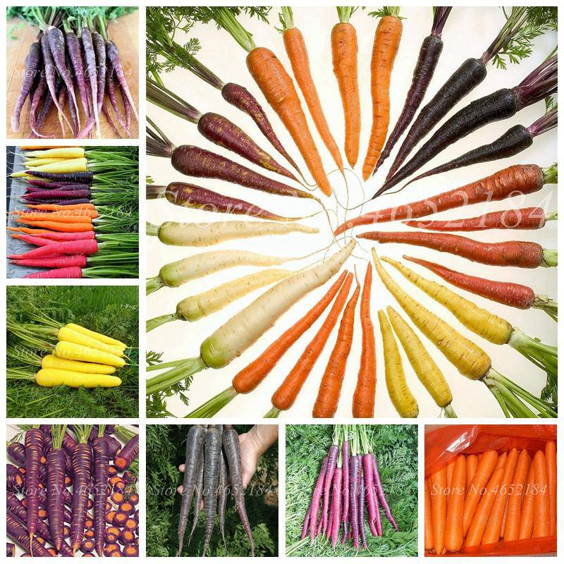 Farm.hand.seeds Pink Plume Celery 