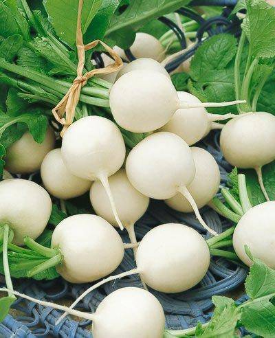 White Hailstone Radish