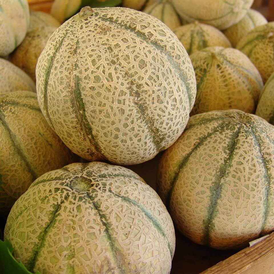 Farm Hand Seeds Honey Rock Melon (Green)