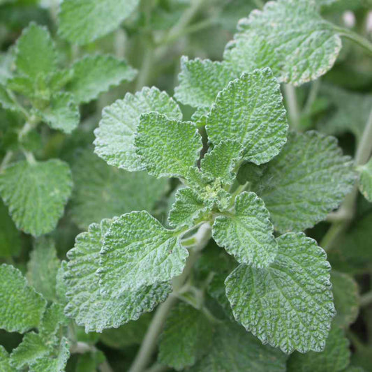 Horehound