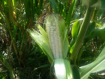 Farm.hand.seeds Eureka ensilage dent corn