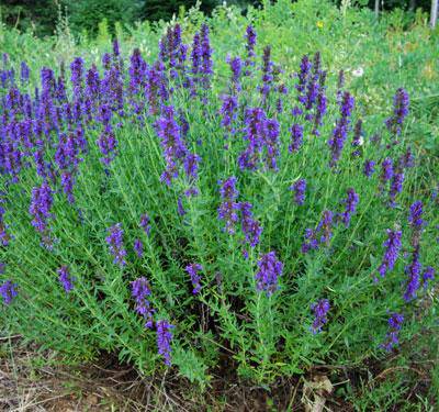 Farm.hand.seeds Hyssop