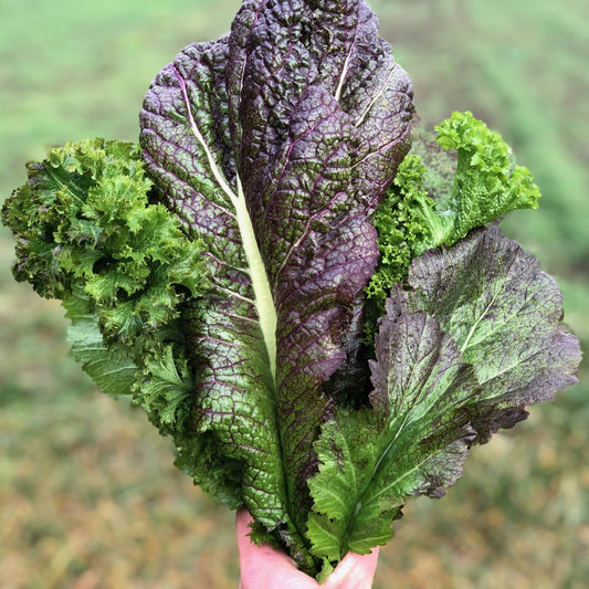 Red Giant Mustard Greens