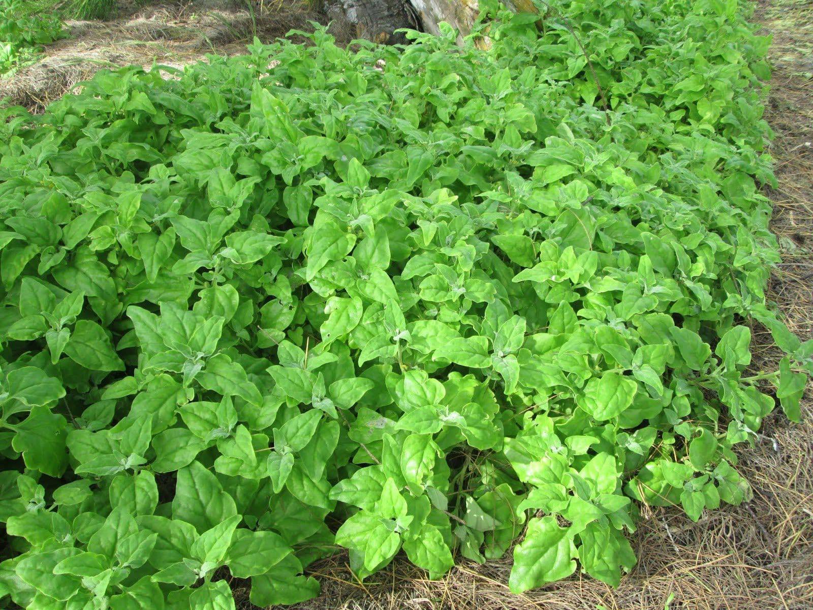 farm hand seeds New Zealand Spinach